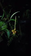 Masdevallia norops