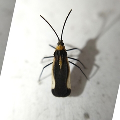 Teleonemia tricolor