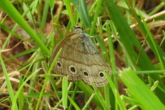 Megisto cymela cymela