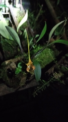 Masdevallia norops