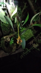 Masdevallia norops