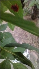 Stenomacra marginella