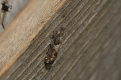 Epinotia solicitana