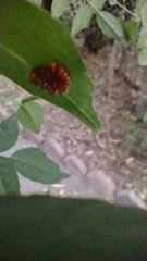 Stenomacra marginella