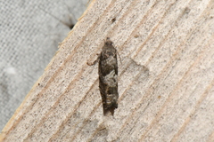 Epinotia solicitana