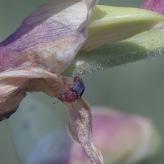 Caplothorax melanopterus