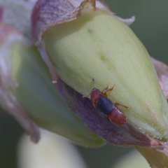 Caplothorax melanopterus