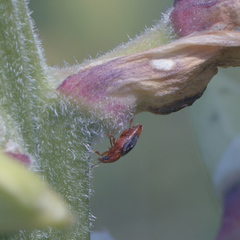 Caplothorax melanopterus