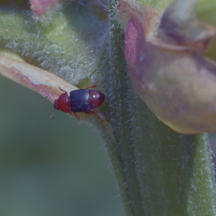 Caplothorax melanopterus