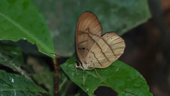 Pierella hortona