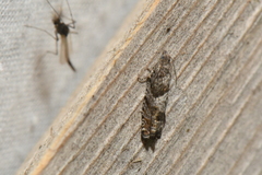 Epinotia solicitana