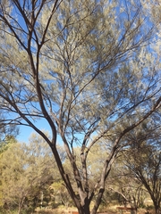 Acacia aneura