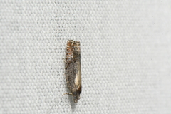 Epinotia solicitana