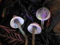 Pseudobaeospora stevensii