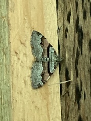 Xanthorhoe labradorensis