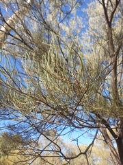 Acacia aneura