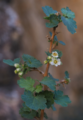Physocarpus alternans