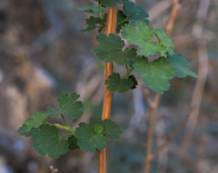 Physocarpus alternans