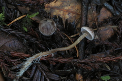 Pseudobaeospora stevensii