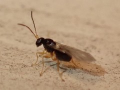 Synergini