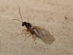 Synergini