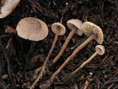 Pseudobaeospora stevensii