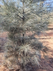 Acacia peuce