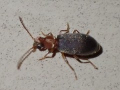 Notoxus murinipennis