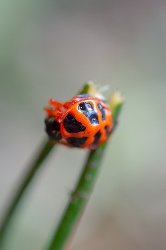 Encyosaccus sexmaculatus