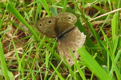 Megisto cymela cymela