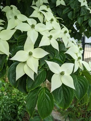 Anthrenus scrophulariae