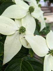 Anthrenus scrophulariae