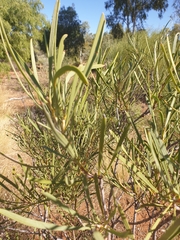 Hakea macrocarpa