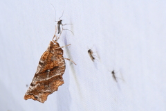 Selenia alciphearia