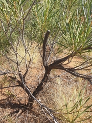 Hakea macrocarpa