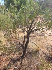 Hakea macrocarpa