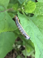 Pyrrhia