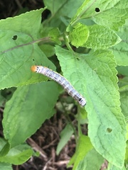 Pyrrhia