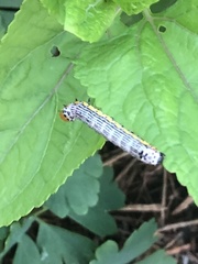 Pyrrhia