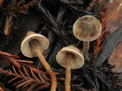 Pseudobaeospora stevensii