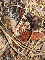 Scolopocryptops spinicaudus