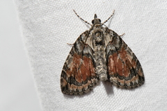 Hydriomena perfracta