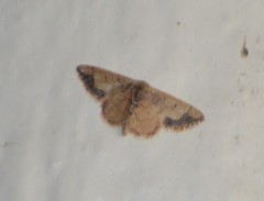 Idaea kendallaria