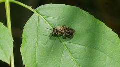 Andrena vicina