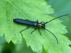 Oberea perspicillata