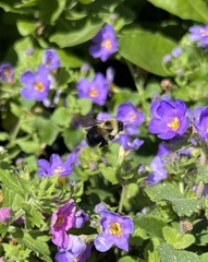 Bombus bimaculatus
