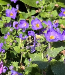 Bombus bimaculatus