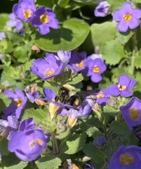 Bombus bimaculatus