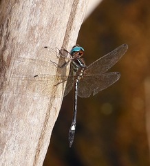 Macrothemis ultima