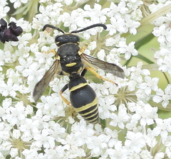 Allodynerus delphinalis